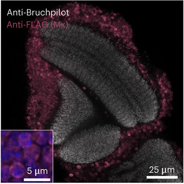 Fluorescence confocal microscopy image of the optic lobe of a Drosophila line with pan-neuronal expression of 1M-QtFLAG-NLS harboring an NLS. DSHB nc82-anti-Bruchpilot, grey. PMID: 37069313, Fig. 4C